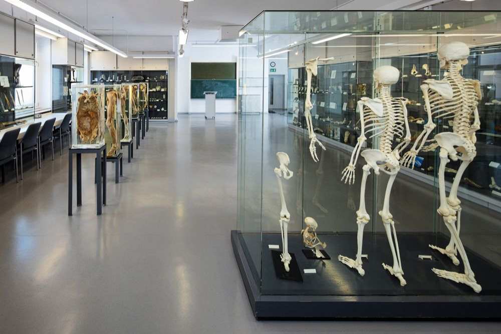 Impressionen-Zentrum für Klinische Anatomie Kiel