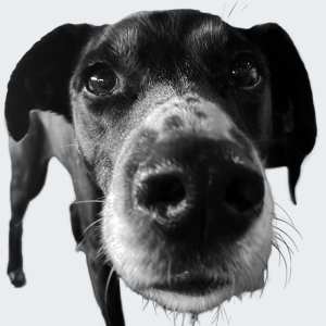 Stressmanagerin Maila – Wohlfühlmanagerin der AFH