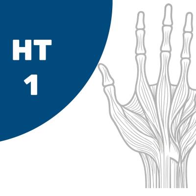 HT1 – Einführungskurs Hand: Anatomie der Hand – Grundlagenweiterbildung für Ergo- und Physiotherapeuten