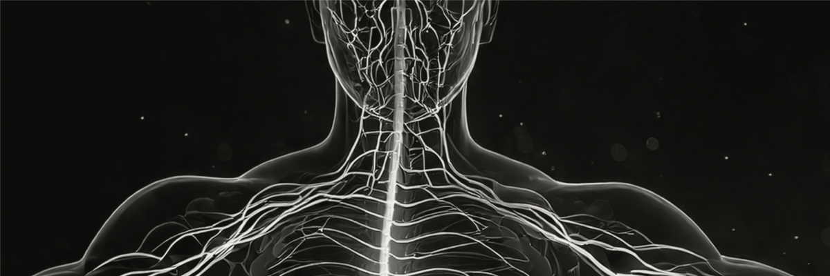 Grafische Darstellung des Vagusnervs und seiner Rolle bei der Modulation von Entzündungsprozessen bei Rheumatoider Arthritis